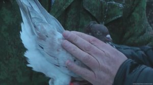 Ярмарка голубей. Рязань  февраль 2024 года