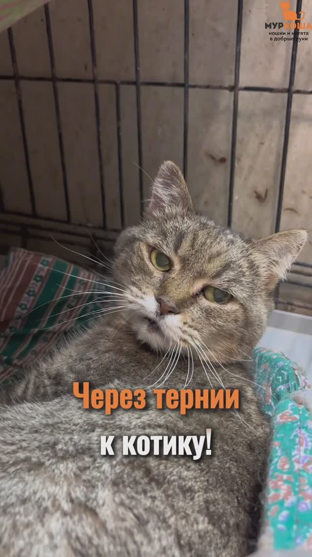 Кассиопея ждёт вас в приюте #Муркоша