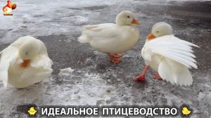 Идеальное птицеводство достойно восхищения 🐓🦆🦢🦚🦃🐔 эпизод (444)