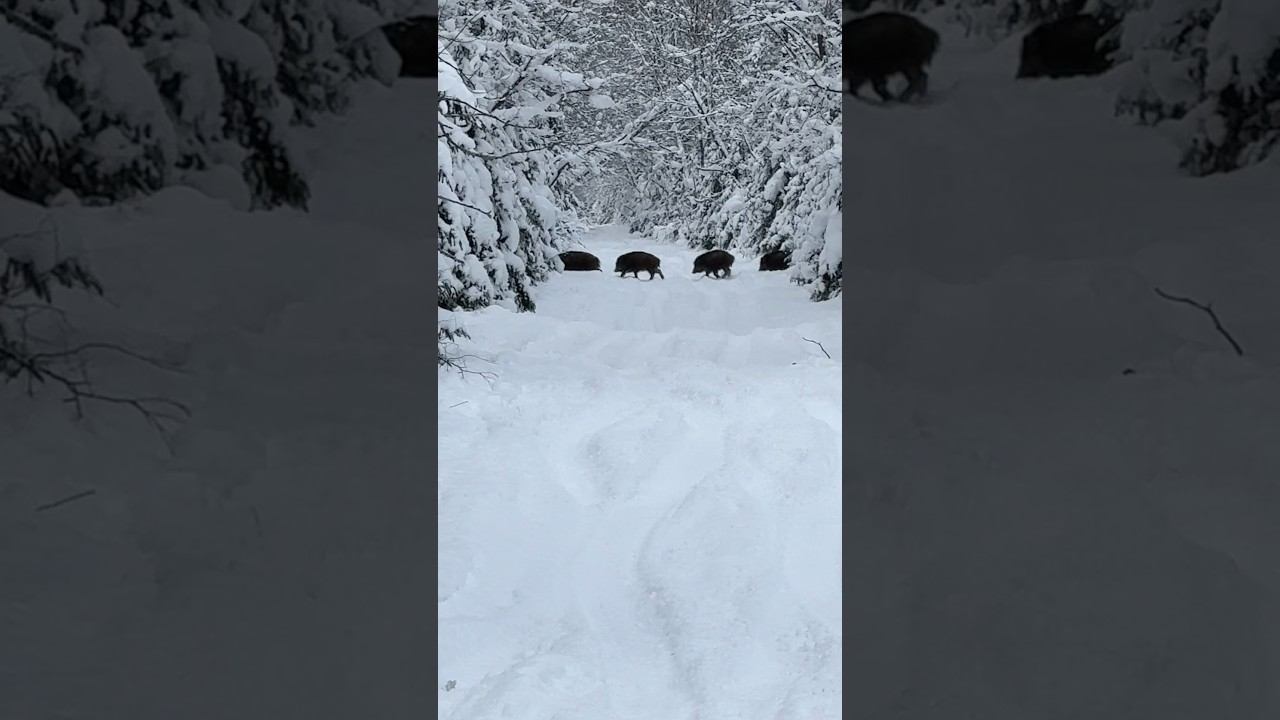 Кабаны перекрыли дорогу снегоходам!