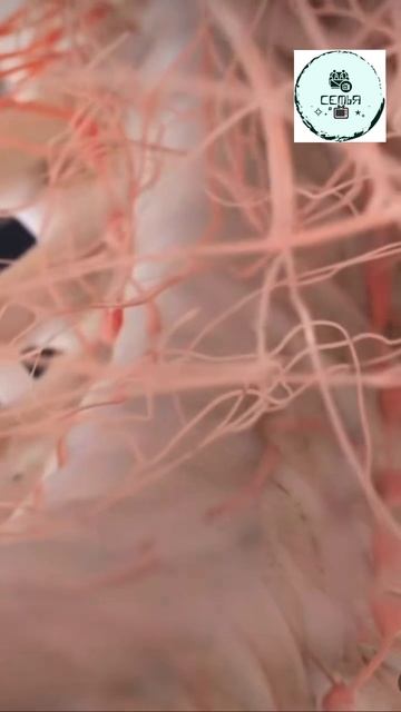 КАК ВЫГЛЯДИТ НЕРВНАЯ СИСТЕМА ЧЕЛОВЕКА смотреть онлайн