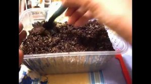 2139.  Подготовка грунта для посева. Посев лука порей.