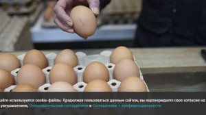 Стало известно о поданном Трампом иске на Калифорнию из-за роста цен на яйца