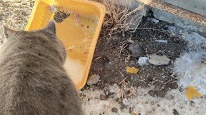 Молоко любят....2026г