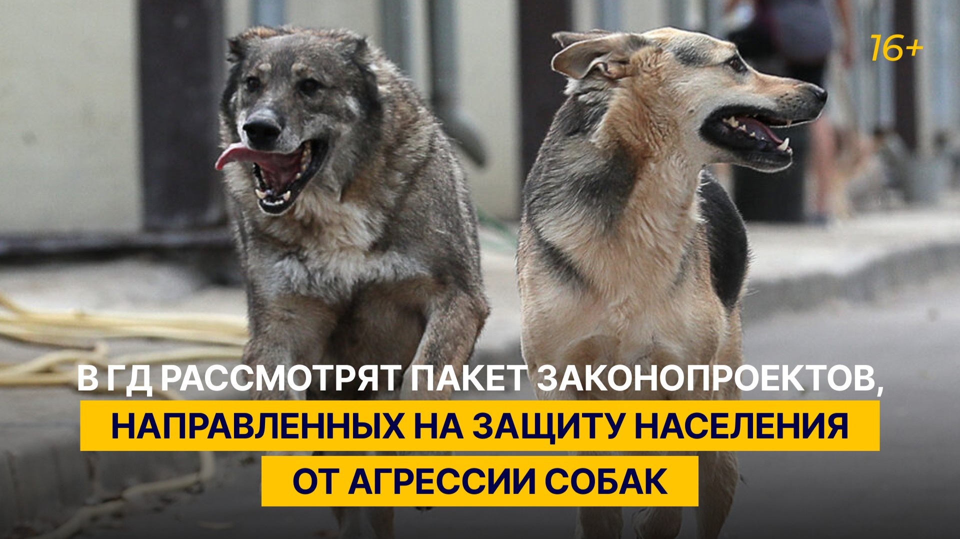 В ГД рассмотрят пакет законопроектов, направленных на защиту населения от агрессии собак смотреть онлайн