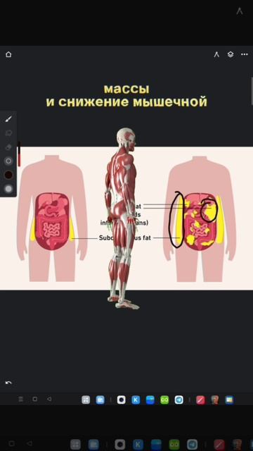 Ешь меньше  а живот не уходит?