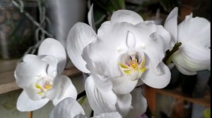 Домашние цветение орхидей. Новая орхидея  Бабочка фаленопсис Dragon Maple.