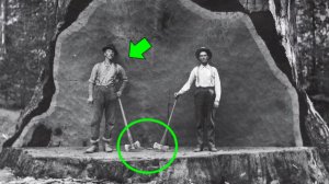 ⚡Уникальные КАДРЫ вырубки СЕКВОЙИ ...