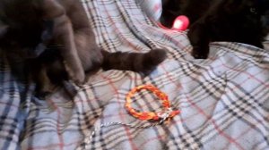 Котики на диване играют.