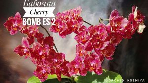 Phal. Cherry Bomb ES-2 🍒💣 Эффектное цветение красной азиатской орхидеи бабочка Черри Бомб ЕС-2