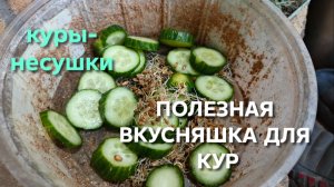Как прорастить пшеницу для кур-несушек Есть один хороший способ