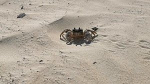 Убегающий крабик