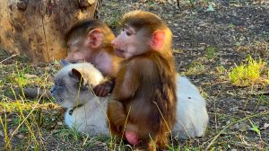 Самостоятельные маленькие обезьянки под  присмотром кота- няньки!