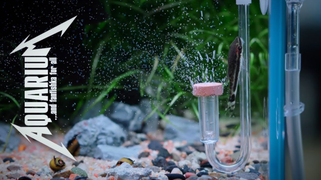 Советы по выбору диффузора СО2 для аквариума смотреть онлайн