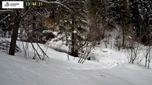 Волк гонится за молодой маралухой