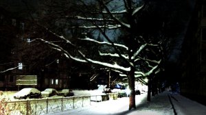 Зимние дубы на Таллинской улице в Санкт-Петербурге