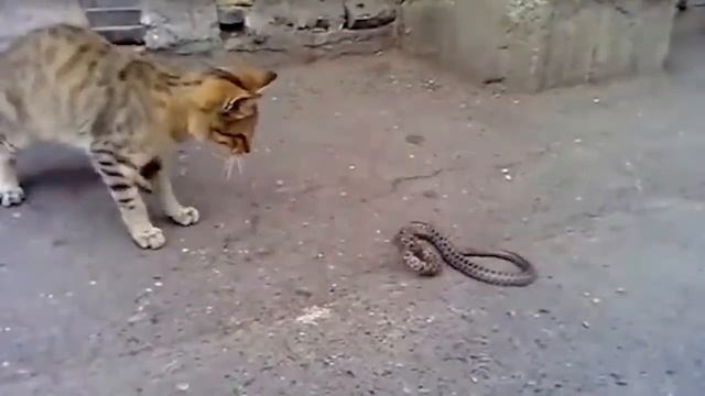 Вот на Что Способен Кот в Ярости против Диких Животных смотреть онлайн