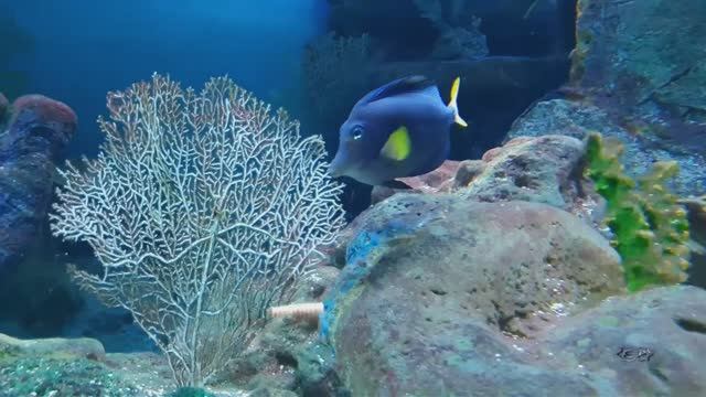 Екатеринбург. Океанариум. Подводный мир. смотреть онлайн