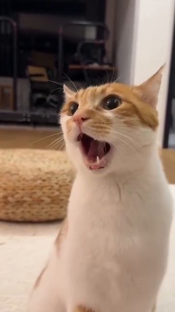 боевой клич кота смотреть онлайн