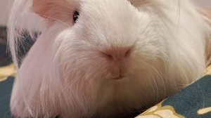 Огурец и морская свинка