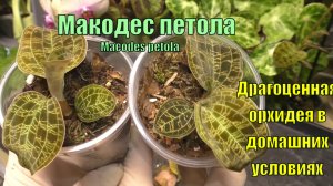 Драгоценная орхидея Макодес в домашних условиях. Пересадка укор.черенков  из мха в питательный грунт