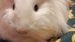 Морская свинка