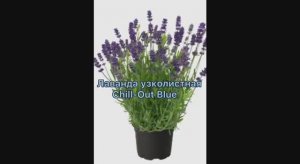 Лаванда Чилаут Блю. Посев 18.01.26