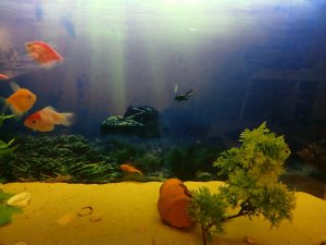 покорми рыбок