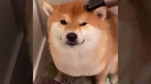 b673a9d6cceb57d640677b84024d8cf3.mp4