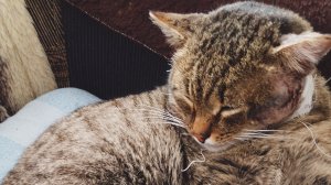 Лечим кота. Максик, пациент! 🤒  С Праздником Крещения Господня!  19-01-2026