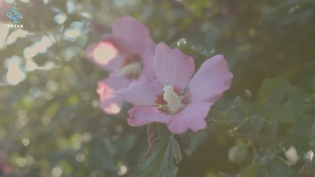 ГУРИИ В РАЮ | тайна, от которой захватывает дух! смотреть онлайн