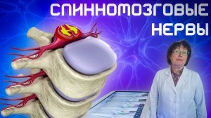 Спинномозговые Нервы. Анатомия. Лекция. Нервная Система