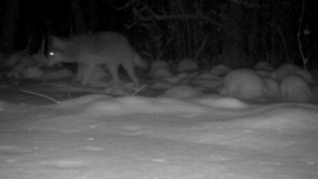 Фото ловушка смотреть онлайн