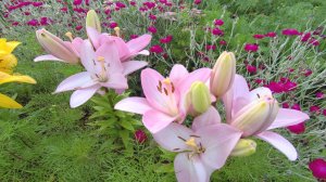 Живём Летом на ДАЧЕ. Розы. Лилии. Большой при большой кусок Лета!