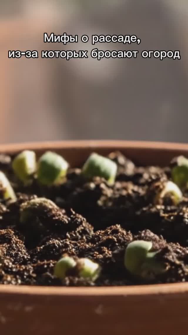 Мифы о рассаде, из-за которых новички бросают огород смотреть онлайн