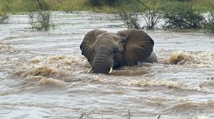 Слониха спасла своего детеныша из смертоносного наводнения в ЮАР