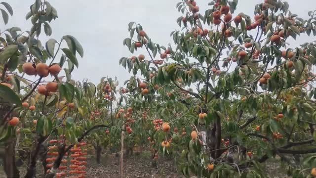 🇨🇳 Гунчэне, Гуйлинь, Китай - Прогулка по Фестивалю хурмы / 2026 смотреть онлайн