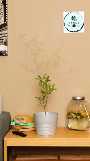 КАК ПОСАДИТЬ ДЕРЕВО ИЗ СЕМЕЧКИ смотреть онлайн