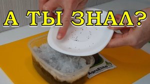 СЕЛЬДЕРЕЙ: красивые и ровные корнеплоды БЕЗ БОРОДЫ🔥🔥🔥