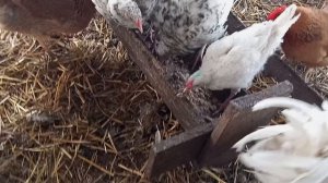 Самый крепкий- переболевший бронхитом. Мелких снова в дом.  Занимаюсь воспитанием Дины.