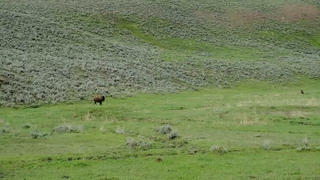 Когда Животные Связались Не с Тем Противником. Видео из интернета. смотреть онлайн