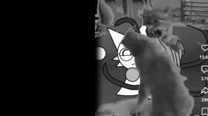 Спранки на зоне. 3 часть. Кошачий бунт