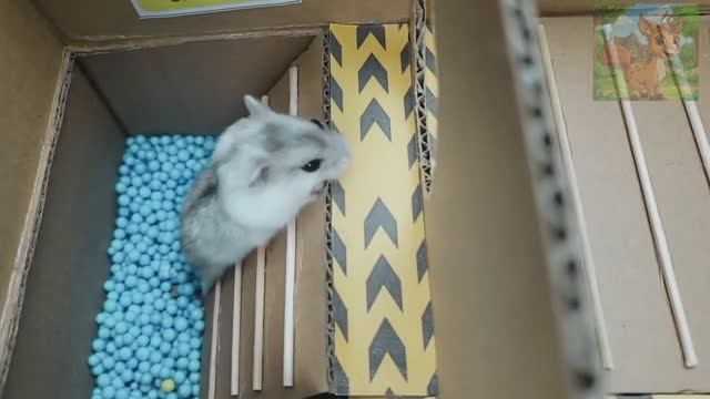 Инопланетяне несут гроб!Маленький хомячок сбежал из инопланетного лабиринта смотреть онлайн