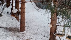 дружно кушает зоопарк