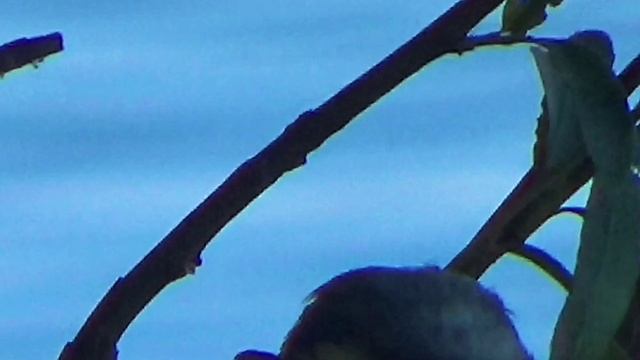 В гостях у синиц смотреть онлайн