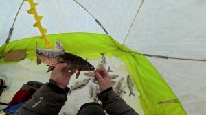 Рыбалка на сига. Супер клёво!