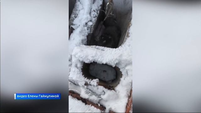 Чудесное спасение кошки произошло в микрорайоне Зеленом смотреть онлайн