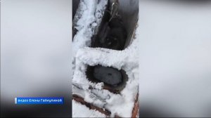 Чудесное спасение кошки произошло в микрорайоне Зеленом