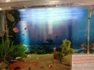 покорми голодных рыбок