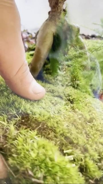 Создание красивого флорариума смотреть онлайн